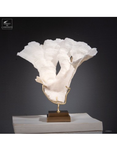 Corail blanc PACHYSERIS RUGOSA