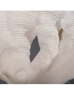 Corail blanc PACHYSERIS RUGOSA 2