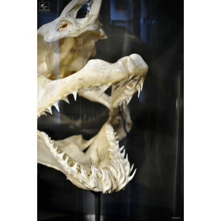 Mako skull under glass M