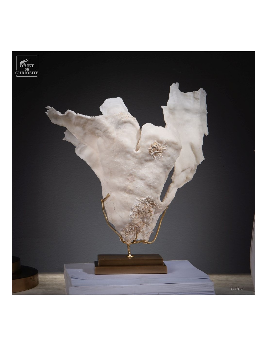 Corail blanc PACHYSERIS RUGOSA Corail blanc PACHYSERIS RUGOSA