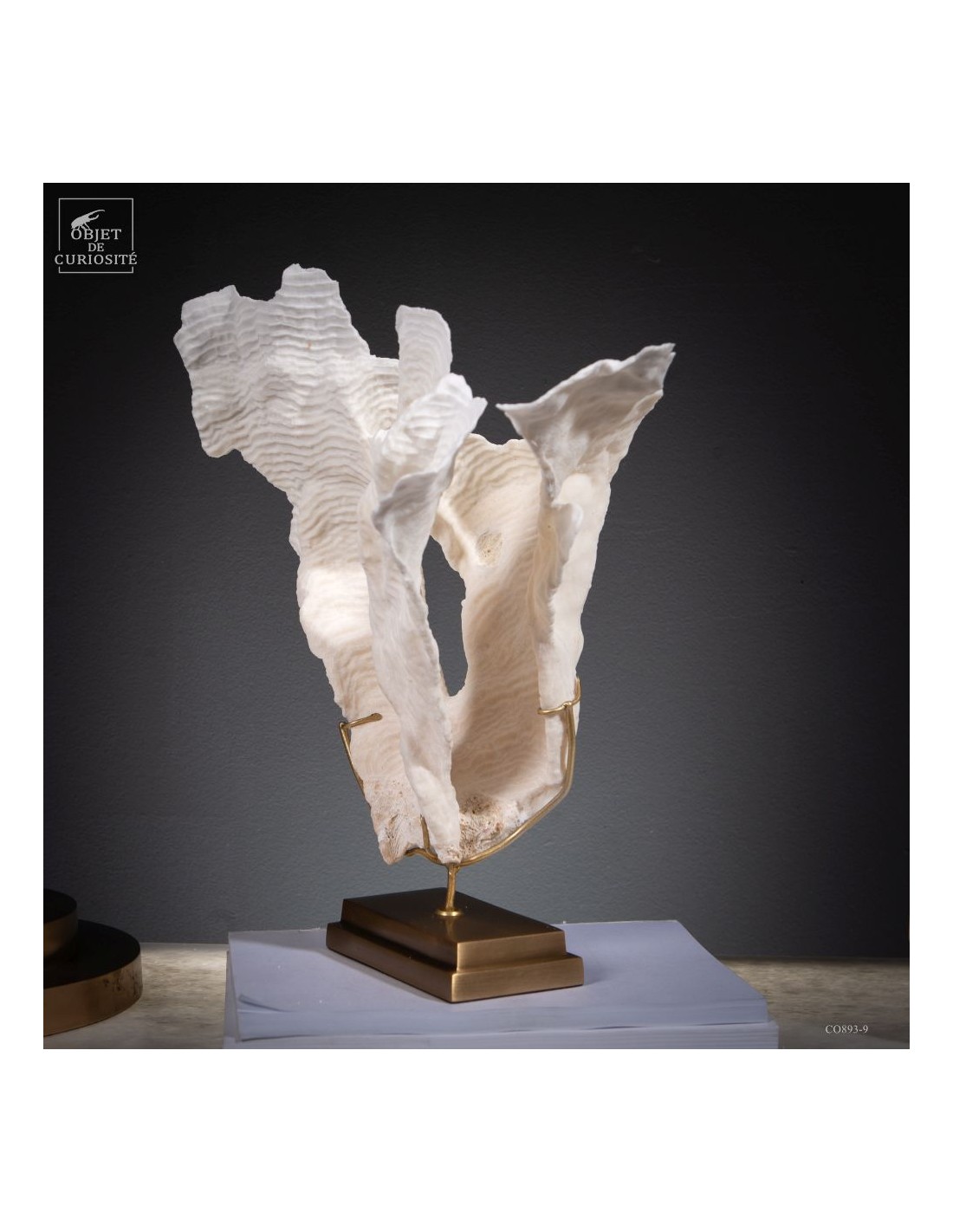 Corail blanc PACHYSERIS RUGOSA Corail blanc PACHYSERIS RUGOSA