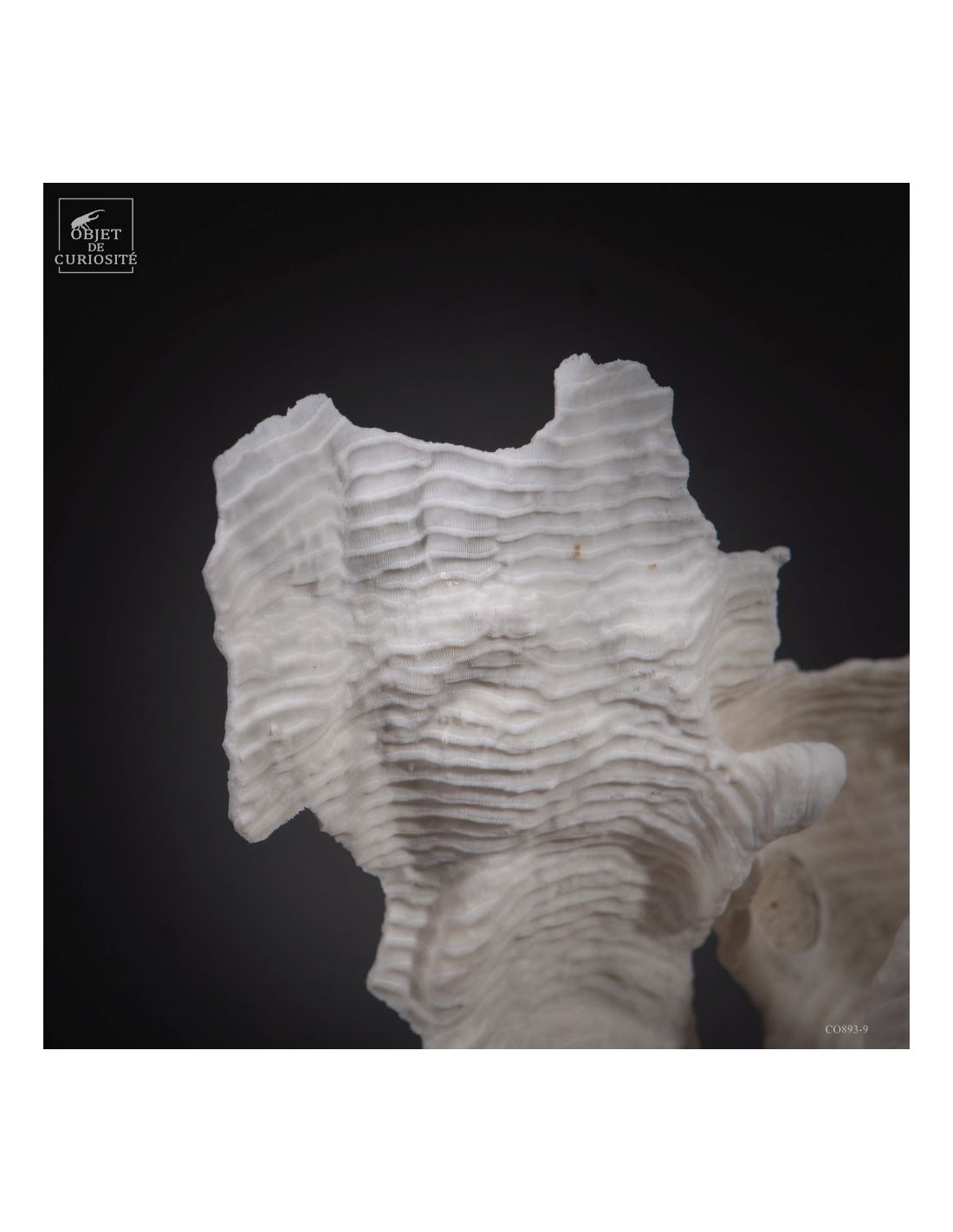 Corail blanc PACHYSERIS RUGOSA Corail blanc PACHYSERIS RUGOSA