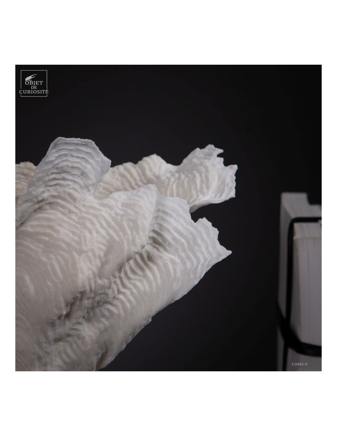 Corail blanc PACHYSERIS RUGOSA Corail blanc PACHYSERIS RUGOSA