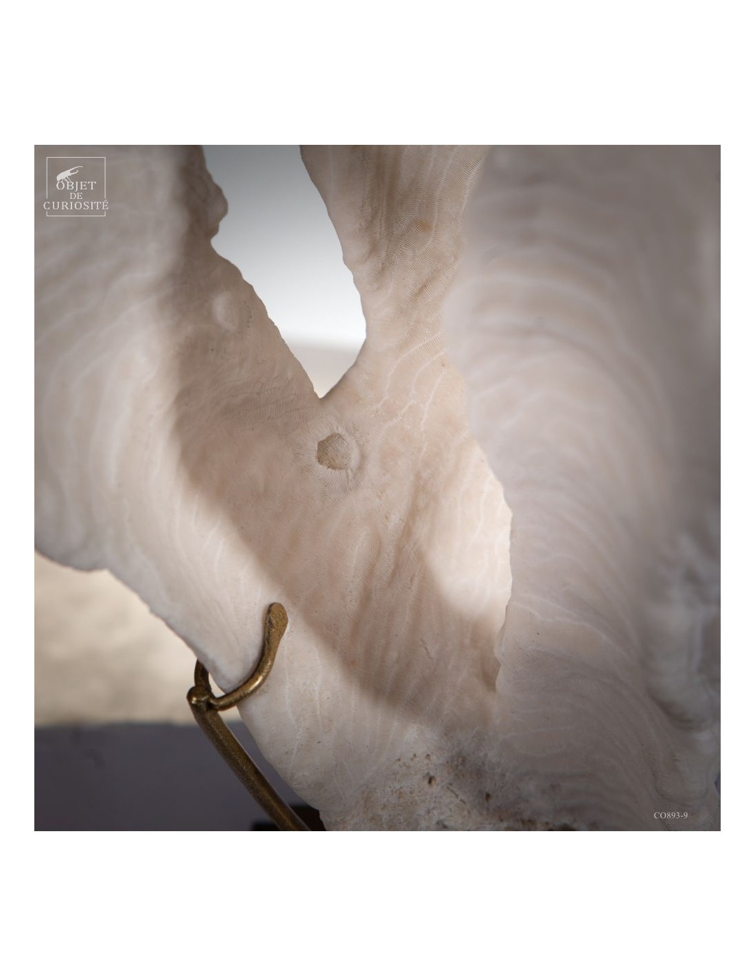 Corail blanc PACHYSERIS RUGOSA Corail blanc PACHYSERIS RUGOSA