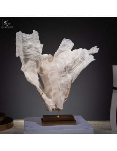 Corail blanc PACHYSERIS RUGOSA Corail blanc PACHYSERIS RUGOSA