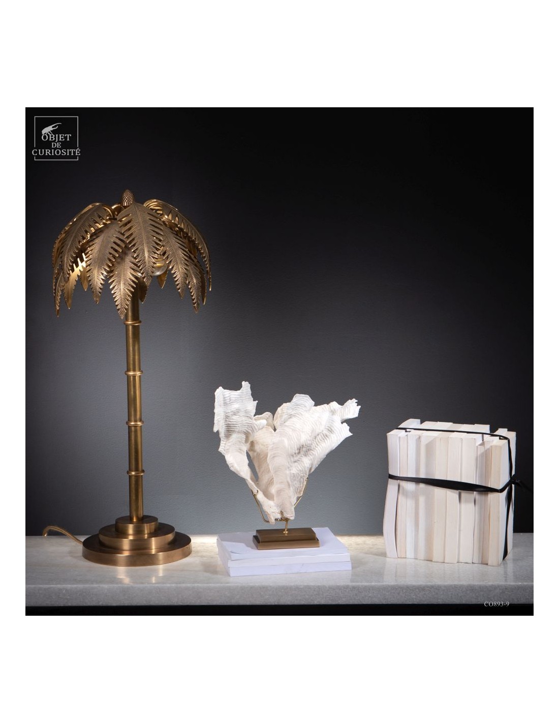 Corail blanc PACHYSERIS RUGOSA Corail blanc PACHYSERIS RUGOSA