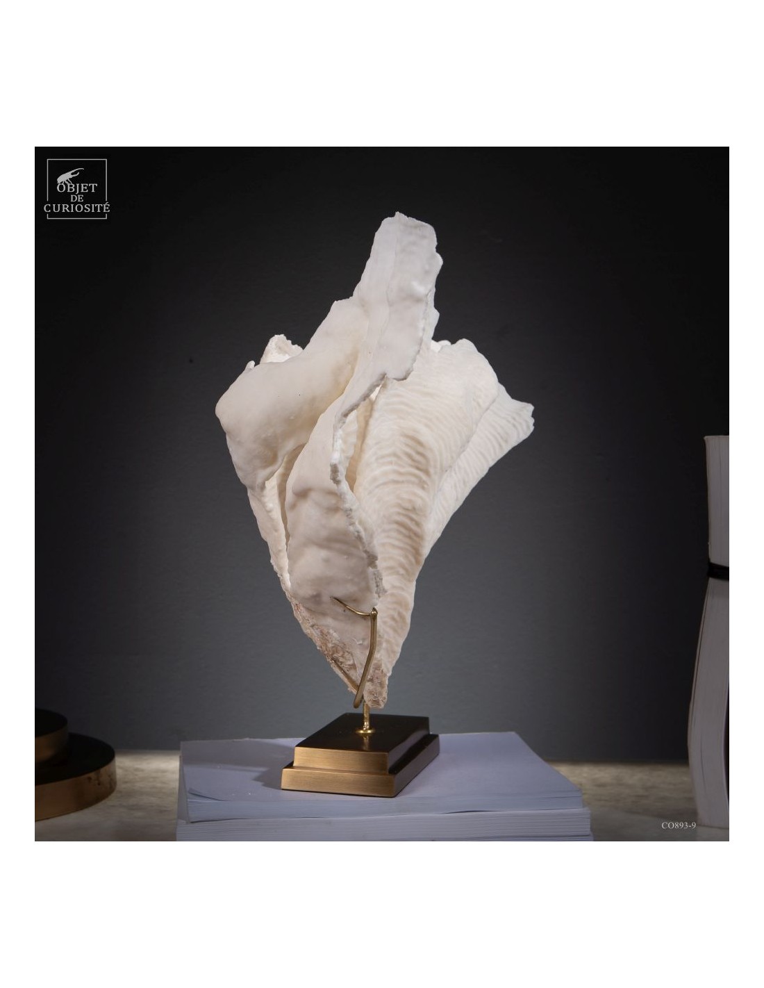 Corail blanc PACHYSERIS RUGOSA Corail blanc PACHYSERIS RUGOSA