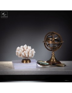 Corail choux fleur...