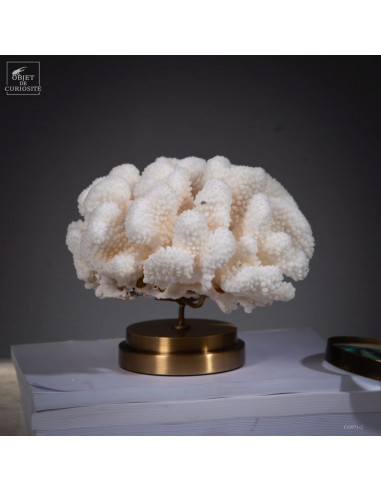 Corail choux fleur -POCILLOPORA...