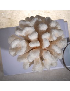 Corail choux fleur... 2