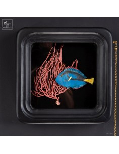 Poisson-ange annulaire...