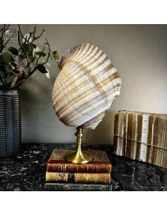 Shell of TONNA OLEARIUM –... 2