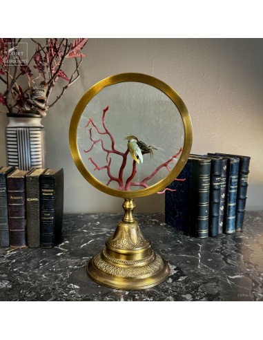 Red coral branch and fiddler crab –...