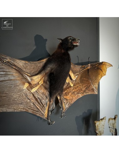Naturalized bat PTEROPUS VAMPYRUS