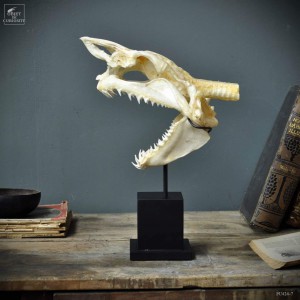 Mako skull on square stand