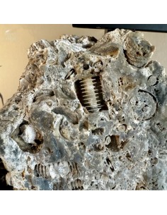 Crinoid with skeleton –... 2