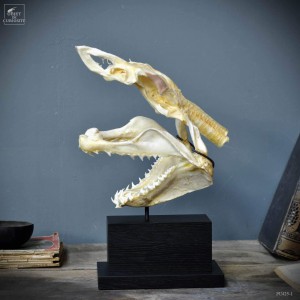 Mako skull on rectangular stan 2
