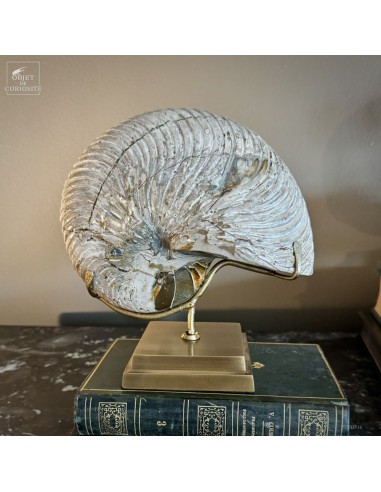 CYMATOCERAS sakavalus ammonite –...