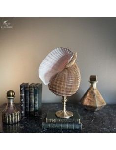 Shell of TONNA OLEARIUM –...