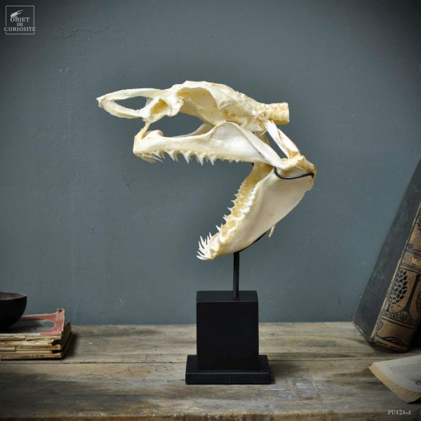 Crâne complet de requin Mako  Sur socle 6