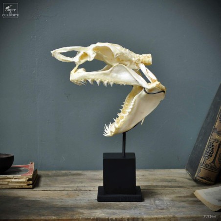 Crâne complet de requin Mako  Sur socle 6