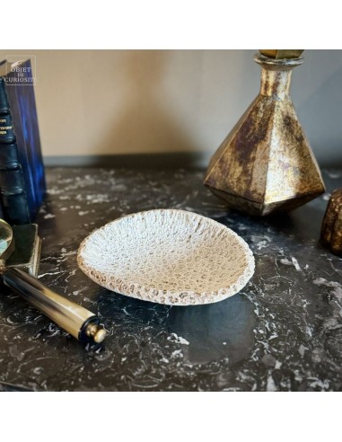 Fossilized Galaxea coral cup