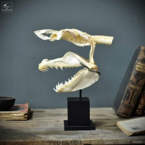 Mako skull on square stand 2