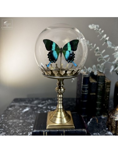 Papillon BLUMEI vert dans bulle Papillon BLUMEI vert dans bulle