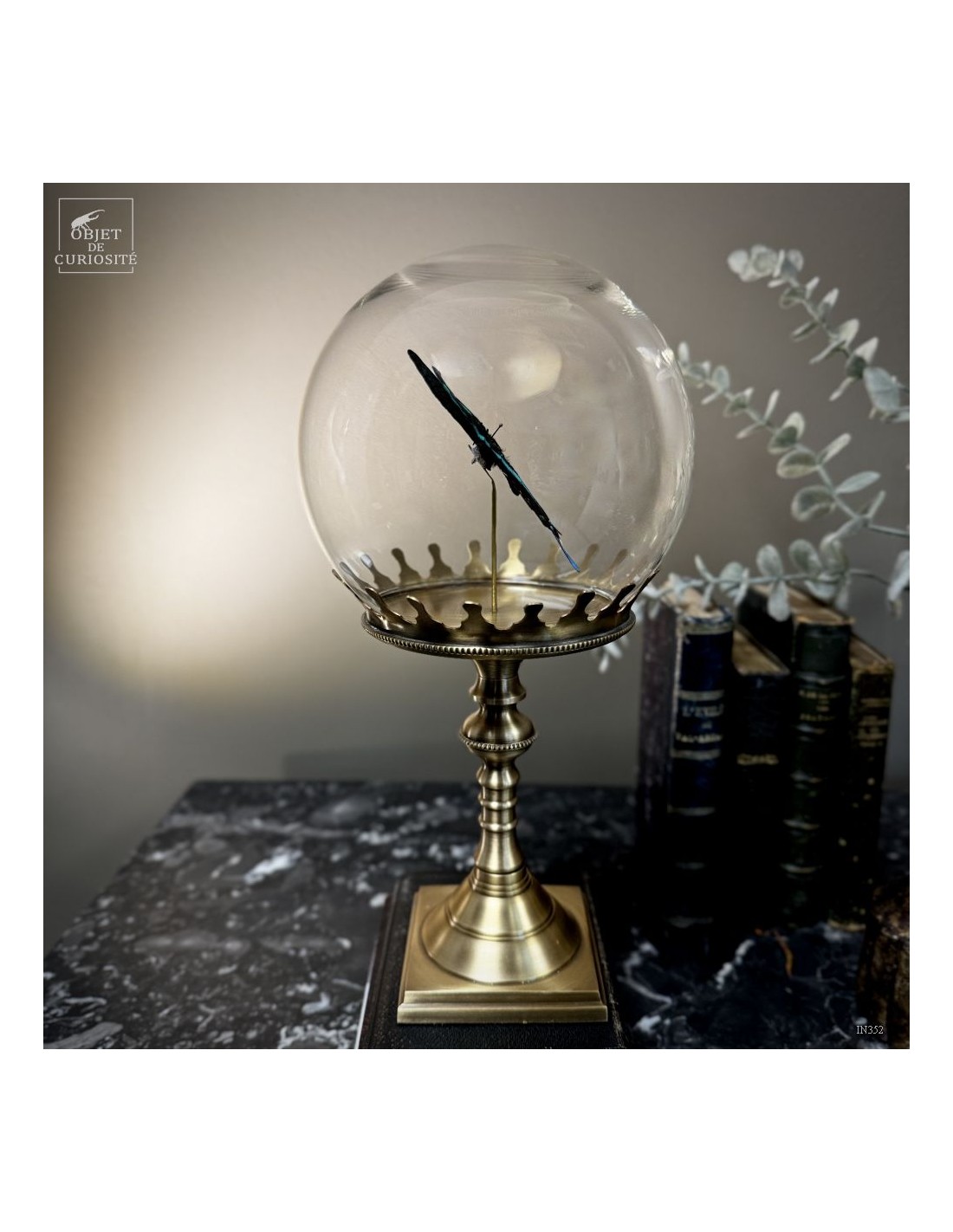 Papillon BLUMEI vert dans bulle Papillon BLUMEI vert dans bulle