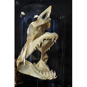 Mako skull under glass M 2