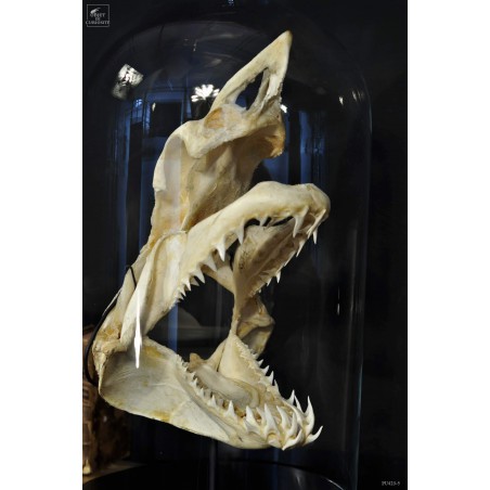 Mako skull under glass M