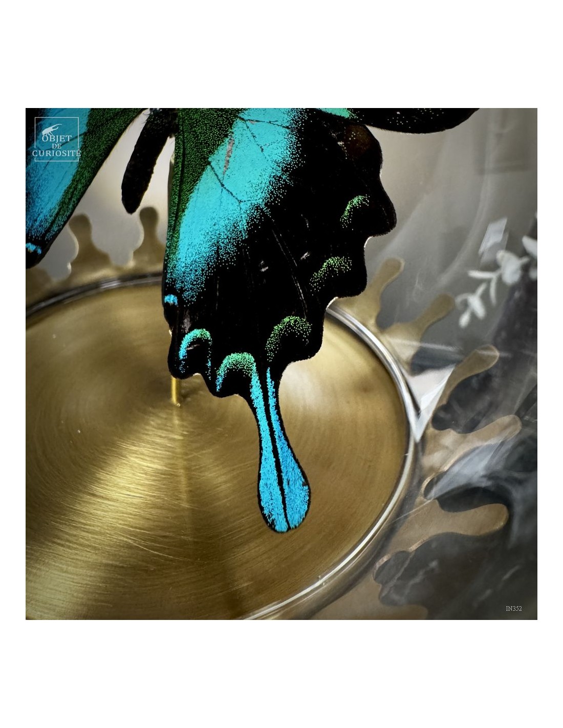 Papillon BLUMEI vert dans bulle Papillon BLUMEI vert dans bulle