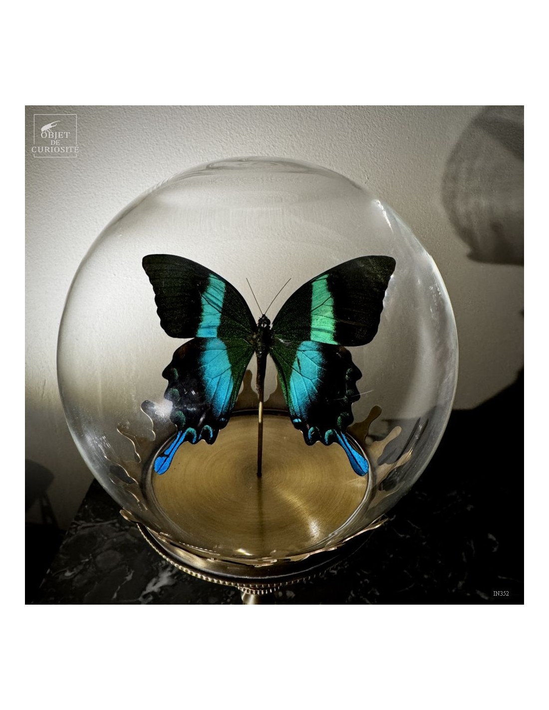 Papillon BLUMEI vert dans bulle Papillon BLUMEI vert dans bulle