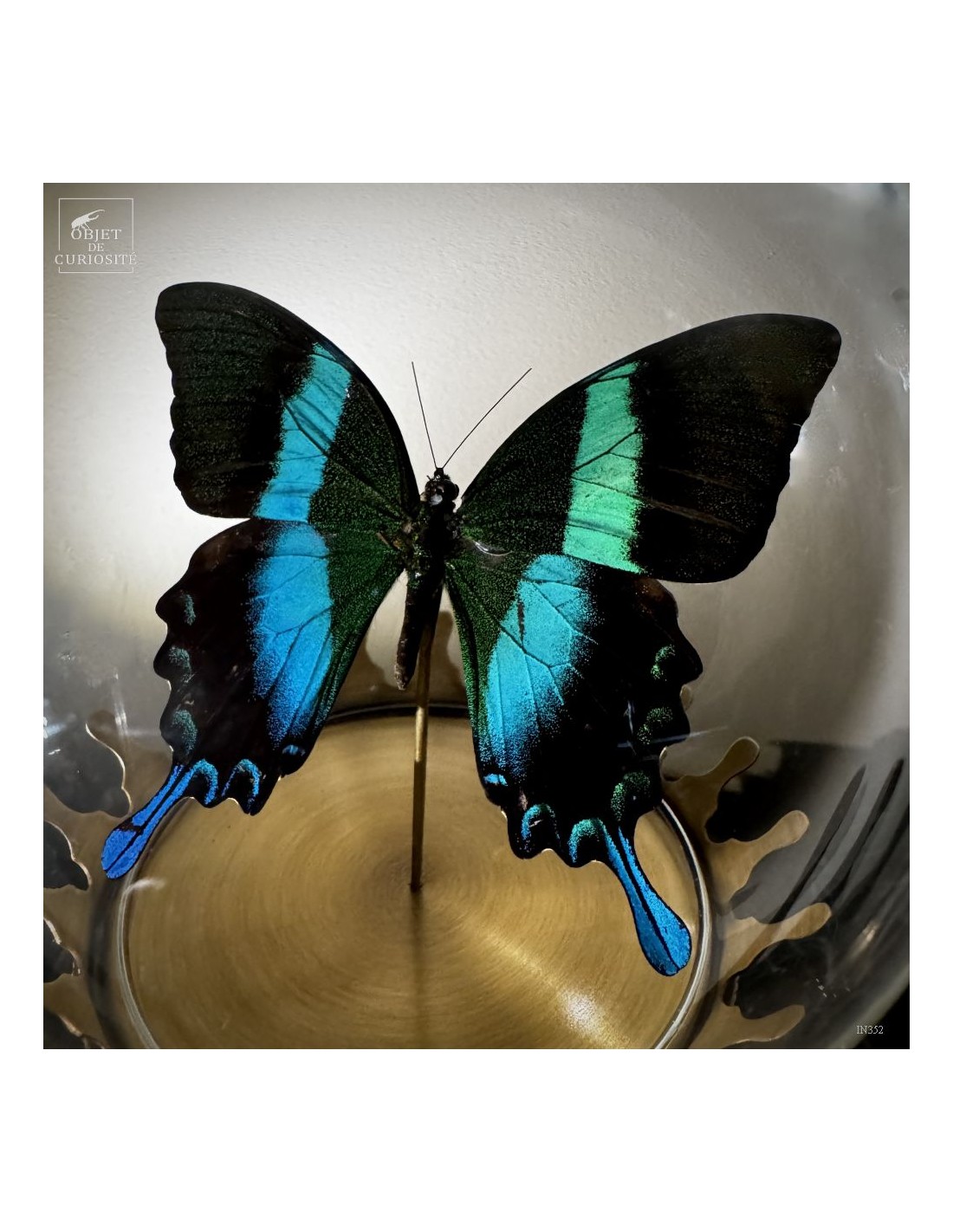 Papillon BLUMEI vert dans bulle Papillon BLUMEI vert dans bulle