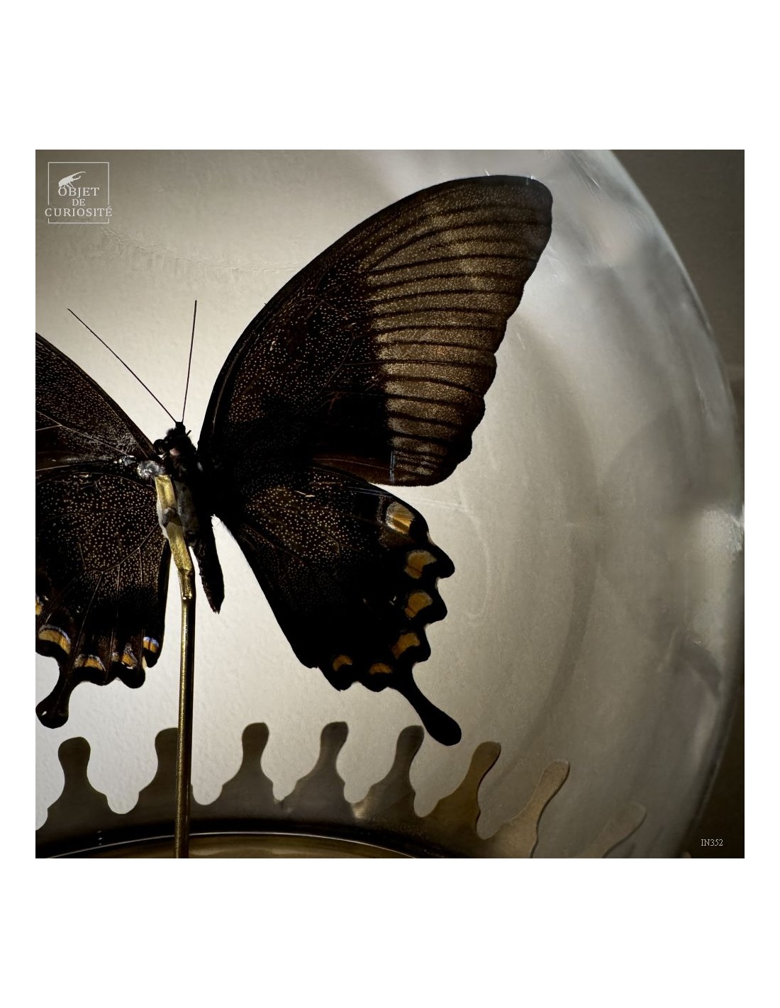 Papillon BLUMEI vert dans bulle Papillon BLUMEI vert dans bulle