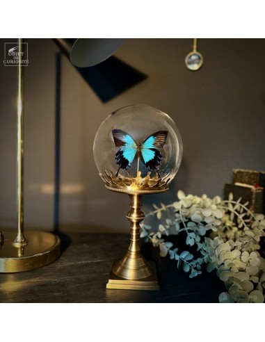 PAPILIO ULYSSES dans bulle  PAPILIO ULYSSES dans bulle