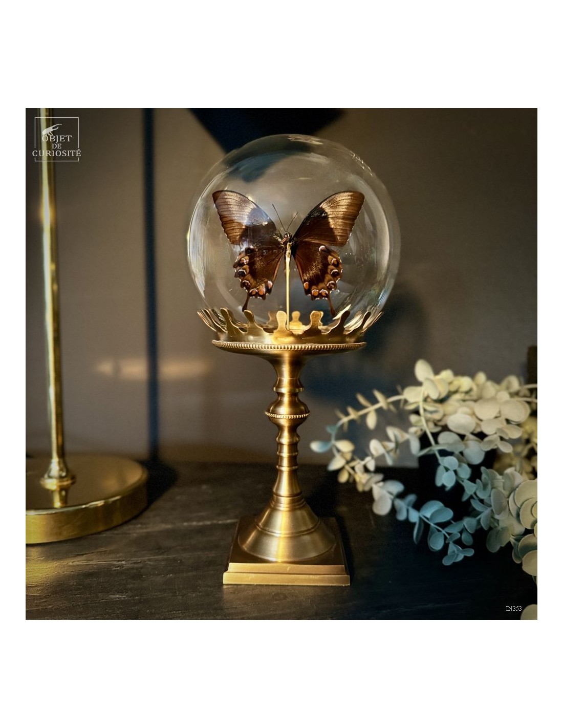 PAPILIO ULYSSES dans bulle  PAPILIO ULYSSES dans bulle