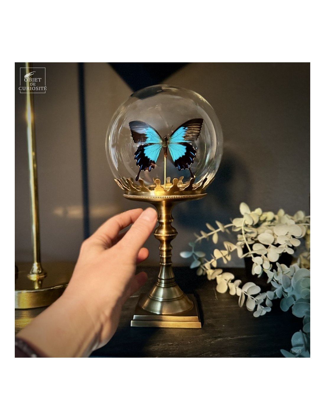 PAPILIO ULYSSES dans bulle  PAPILIO ULYSSES dans bulle