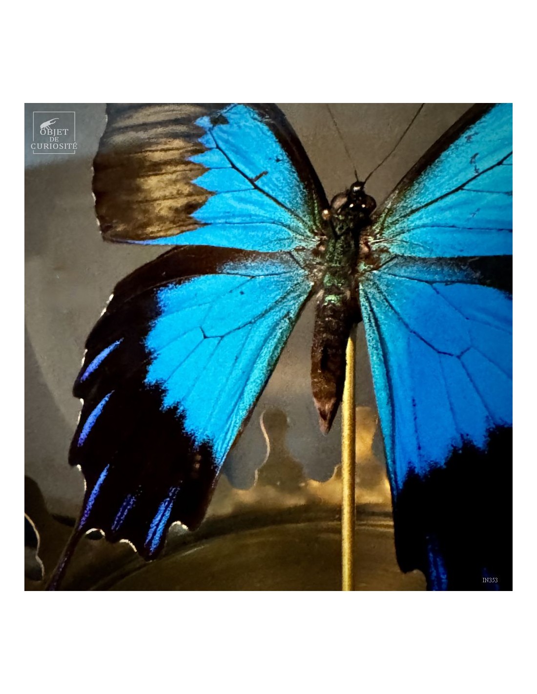 PAPILIO ULYSSES dans bulle  PAPILIO ULYSSES dans bulle