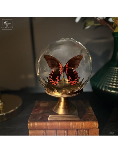 Papillon RUMANZOVIA FEMELLE dans... Papillon RUMANZOVIA FEMELLE dans...