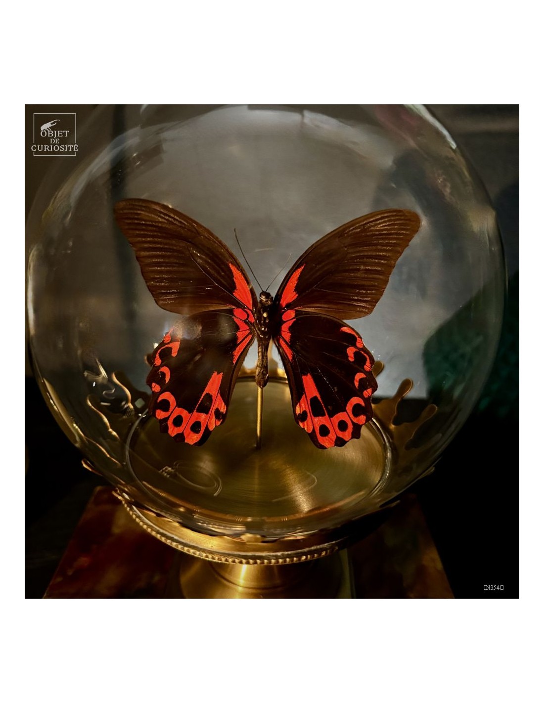 Papillon RUMANZOVIA FEMELLE dans... Papillon RUMANZOVIA FEMELLE dans...