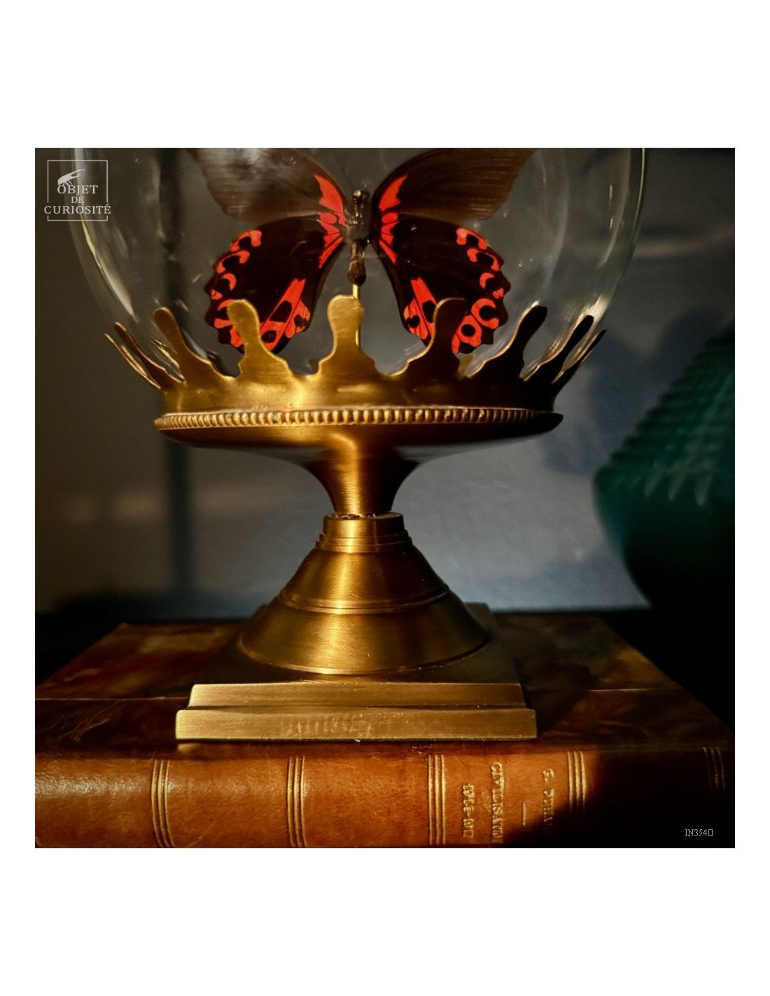 Papillon RUMANZOVIA FEMELLE dans... Papillon RUMANZOVIA FEMELLE dans...