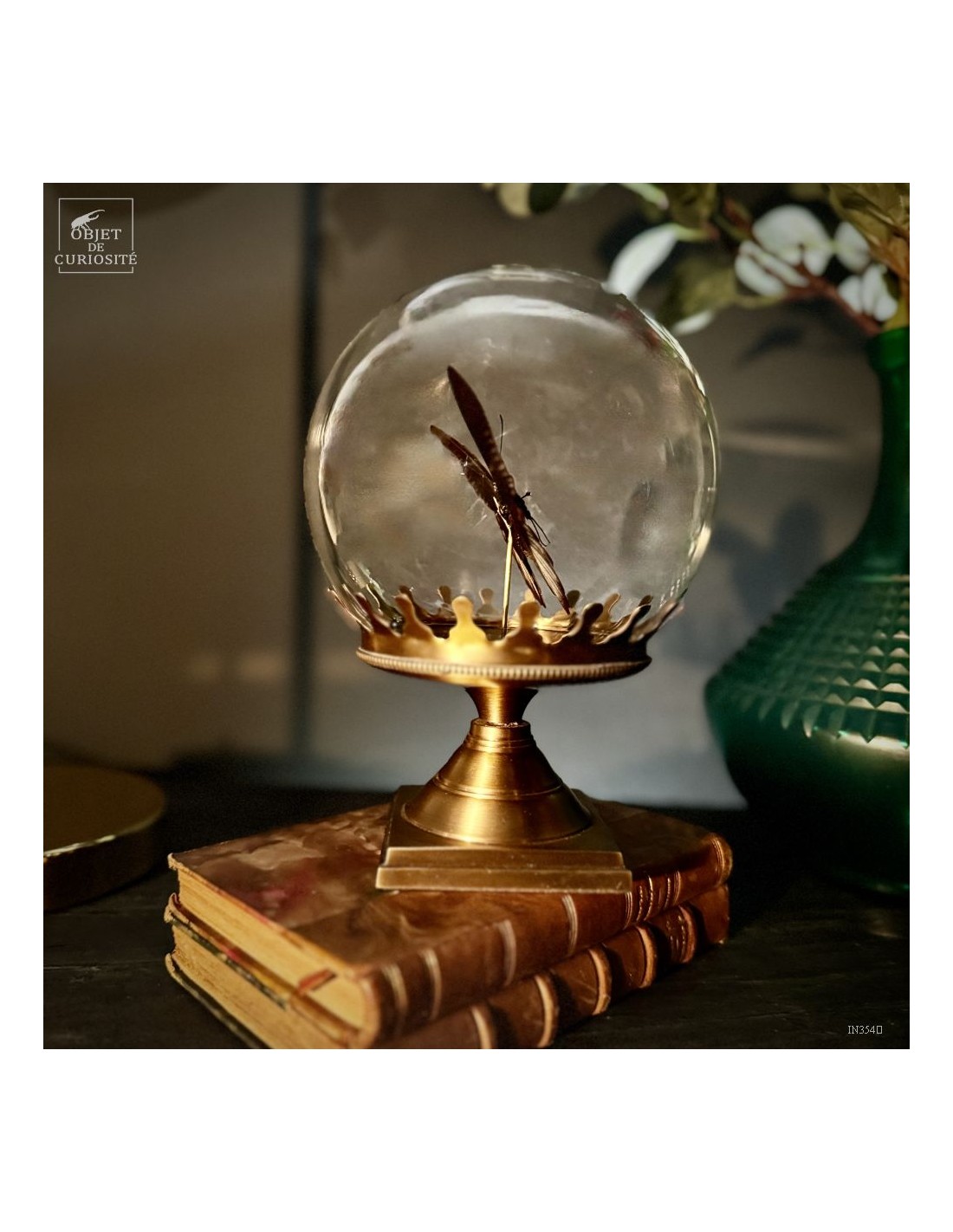 Papillon RUMANZOVIA FEMELLE dans... Papillon RUMANZOVIA FEMELLE dans...