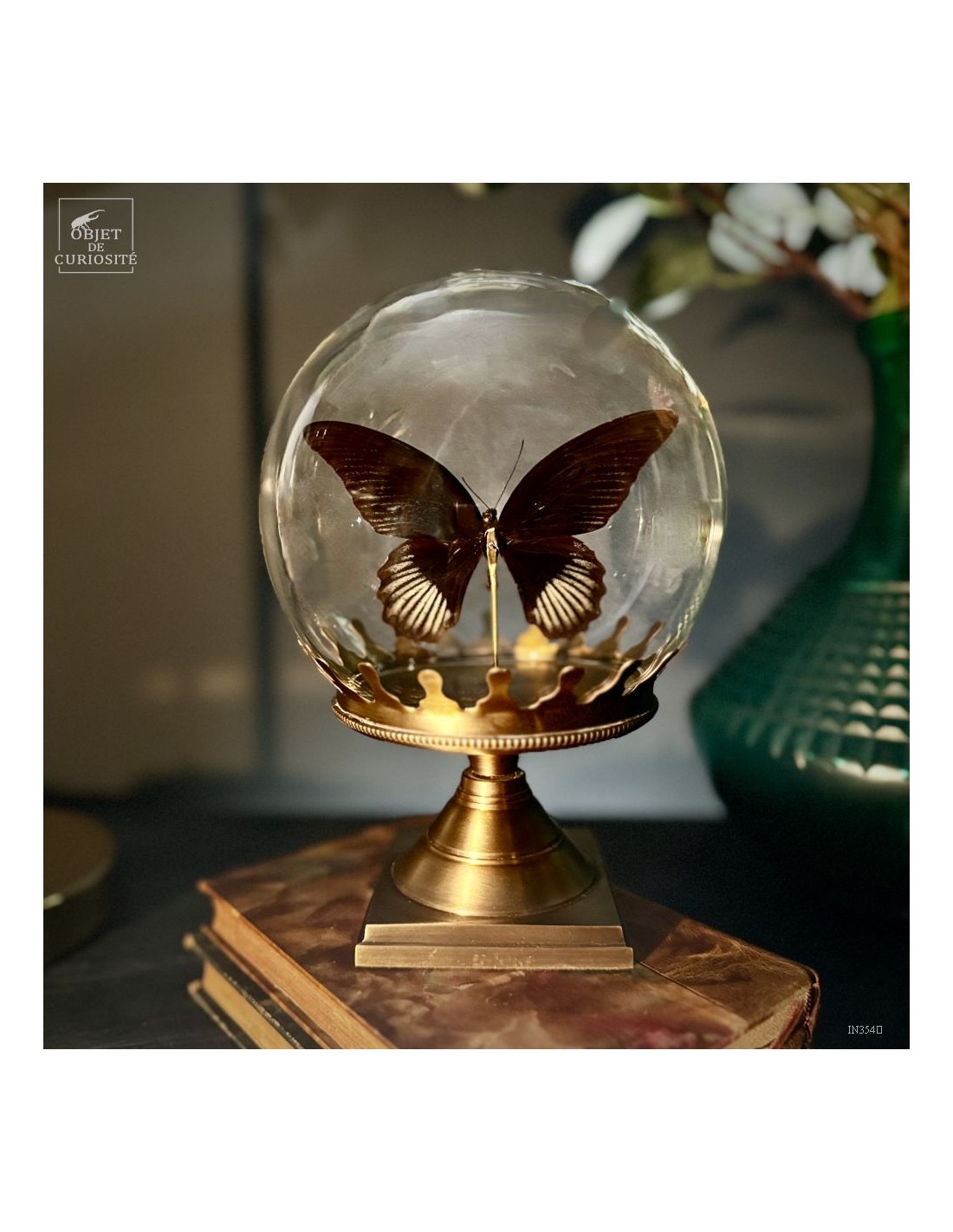 Papillon RUMANZOVIA FEMELLE dans... Papillon RUMANZOVIA FEMELLE dans...