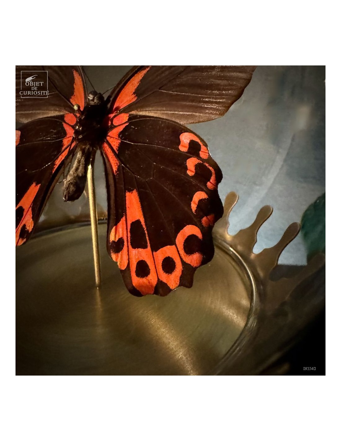 Papillon RUMANZOVIA FEMELLE dans... Papillon RUMANZOVIA FEMELLE dans...