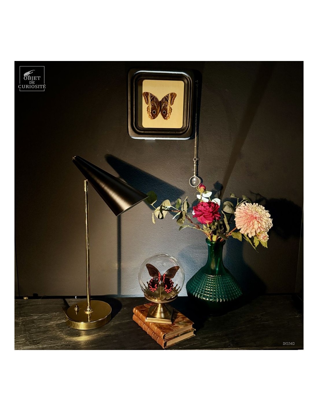 Papillon RUMANZOVIA FEMELLE dans... Papillon RUMANZOVIA FEMELLE dans...