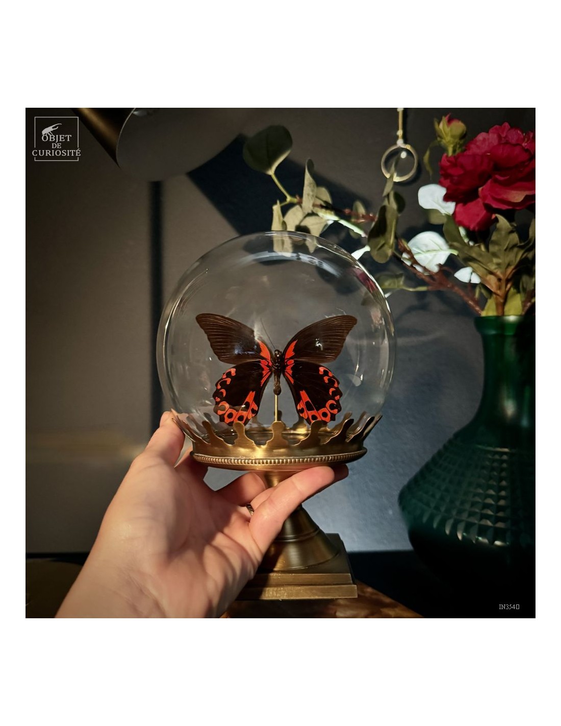 Papillon RUMANZOVIA FEMELLE dans... Papillon RUMANZOVIA FEMELLE dans...