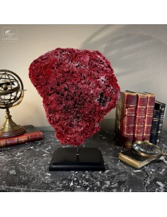 Corail rouge TUBIPORA MUSICA