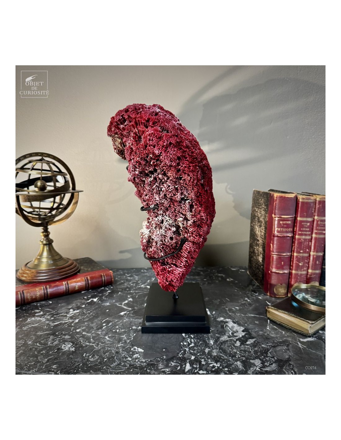 Corail rouge TUBIPORA MUSICA Corail rouge TUBIPORA MUSICA