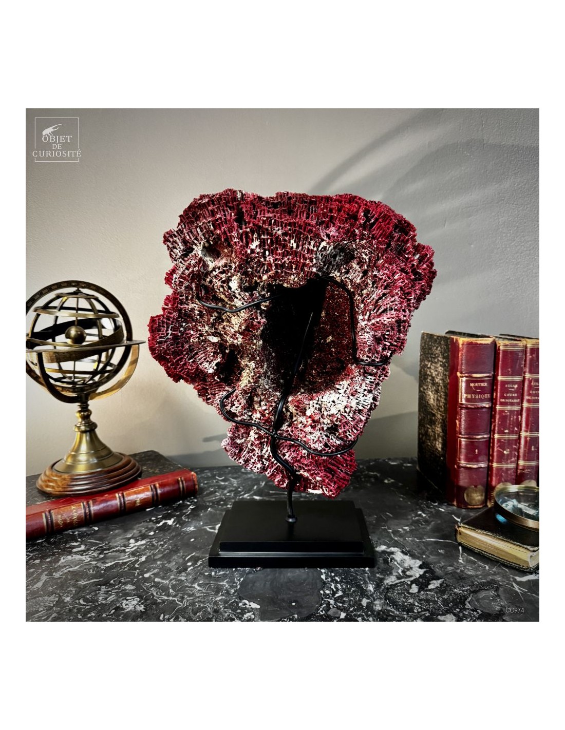 Corail rouge TUBIPORA MUSICA Corail rouge TUBIPORA MUSICA